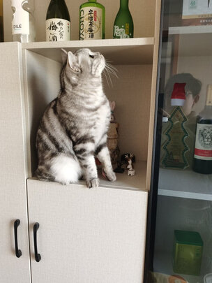 猫粮罐头