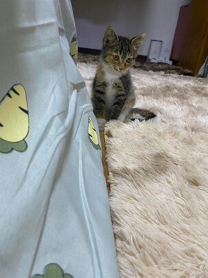 宠物电推剪