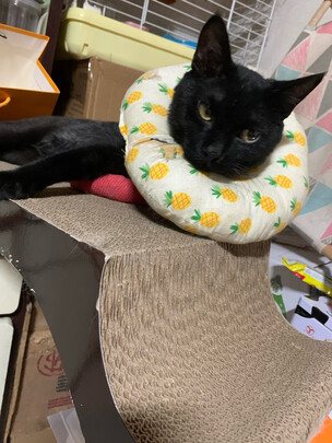 猫抓板