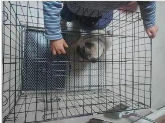  狗笼