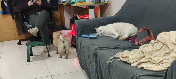狗狗除臭剂