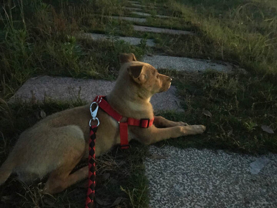 狗绳