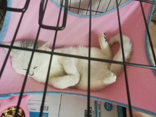  猫笼