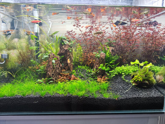 水草泥
