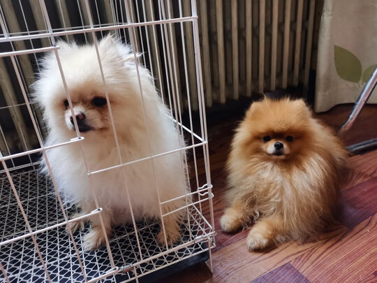 狗粮