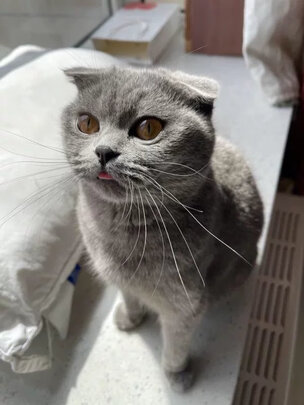 膨润土猫砂