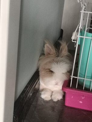 兔粮