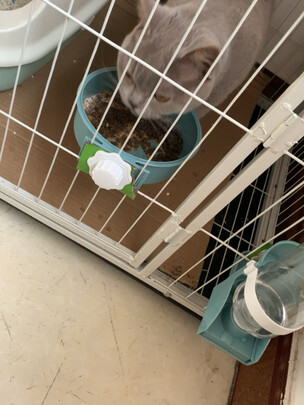 宠物自动喂食器