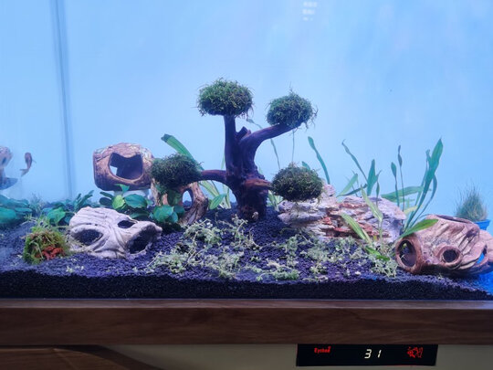 水草泥