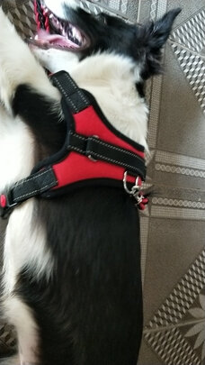 狗绳