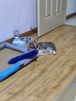 猫碗狗碗
