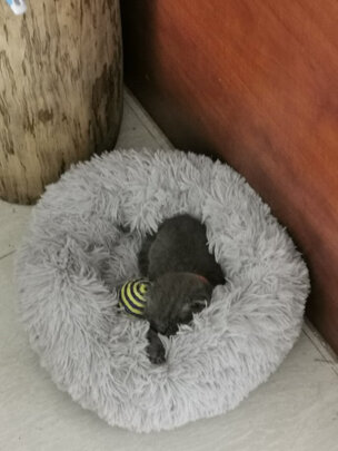 豆腐猫砂