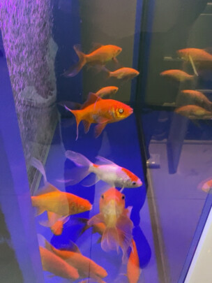 鱼缸消毒液