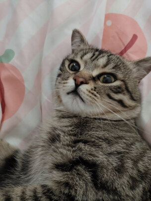 膨润土猫砂