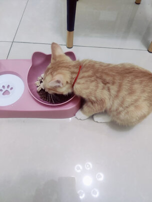 猫碗狗碗