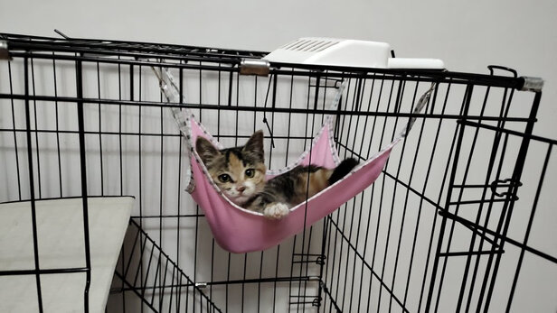 豆腐猫砂