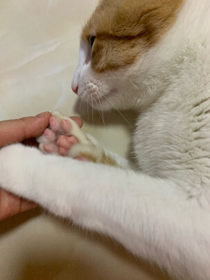 宠物电推剪