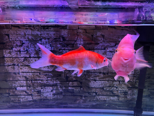 鱼缸灯led灯