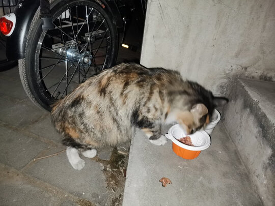 猫罐头