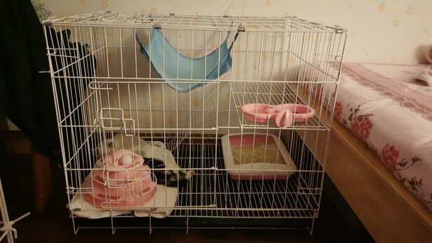  猫笼
