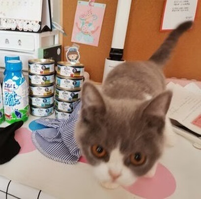 猫粮罐头