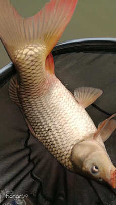 求助富源百川巅覆大物鱼竿怎么样?用过经验解密