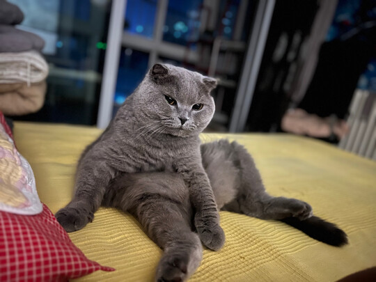 猫罐头