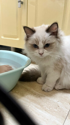 猫粮罐头