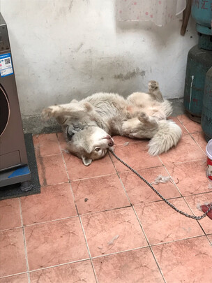 狗粮