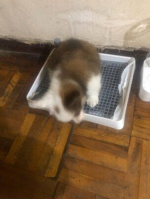 狗厕所