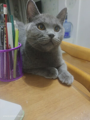 宠物饮水机