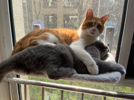 豆腐猫砂