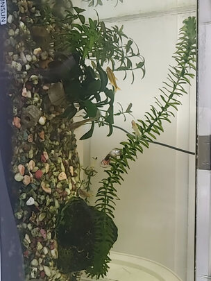 鱼缸刮藻刀