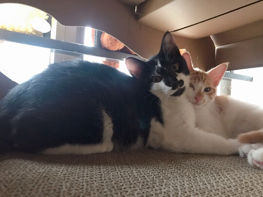  猫笼