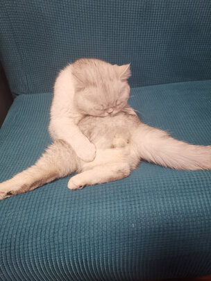 猫条猫零食