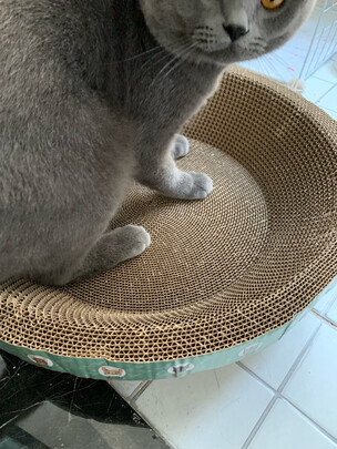 猫窝