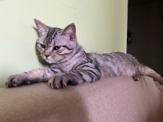 猫冻干