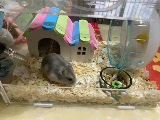 仓鼠笼子