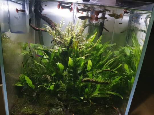 鱼缸硝化细菌