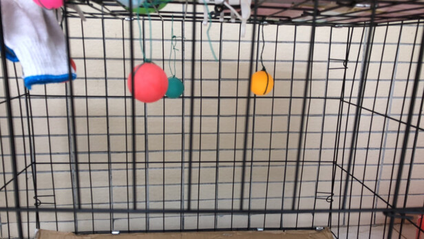  猫笼