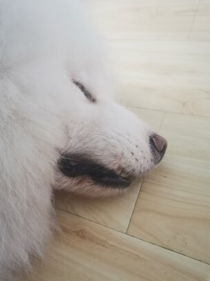 宠物护毛素