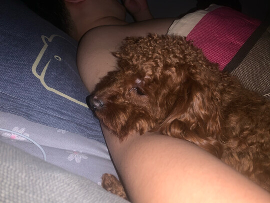 狗狗电推剪