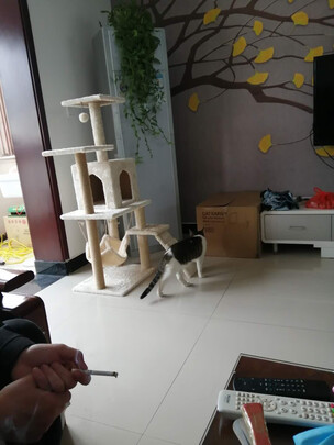 猫爬架