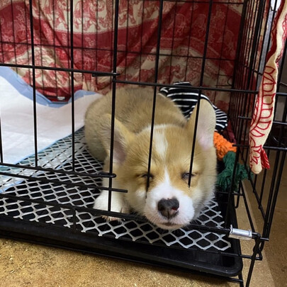  狗笼