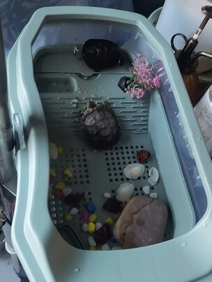 龟粮