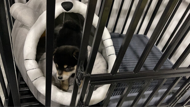  狗笼