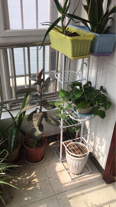 花架