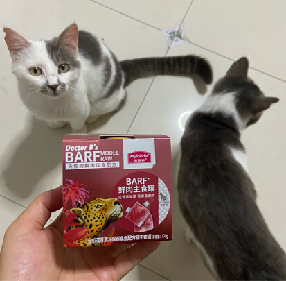 猫罐头
