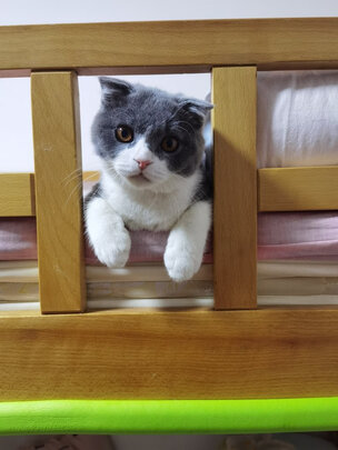 猫包
