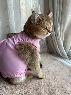 猫咪手术服